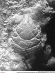 Historisches Foto von Gastrosacus ernstbrunnensis (Bachmayer 1947) (NHMW-AFW-GEO-BACHMAYER-FOTO-1990-0041-0983)